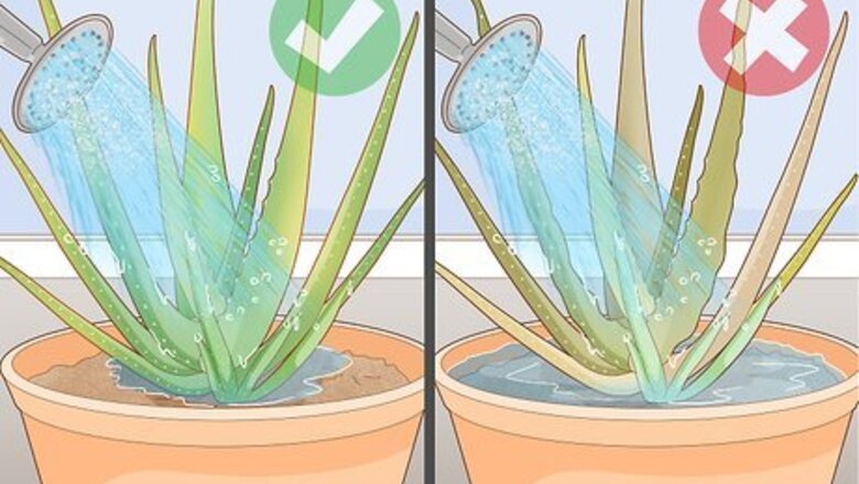 How to Prevent Aloe Vera Leaves from Turning Brown