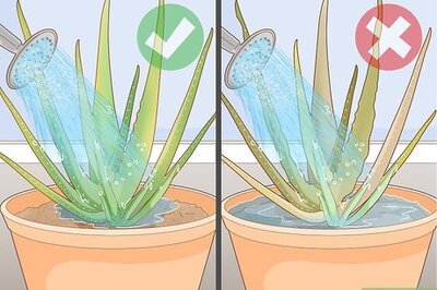 How to Prevent Aloe Vera Leaves from Turning Brown