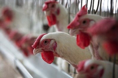 About 900 Hens Die at Poultry Farm in Maha's Parbhani, Samples Sent Amid Bird Flu Alarm