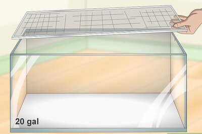 How to Care for a Gray Tree Frog