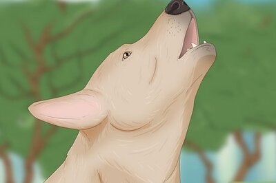 4 Reasons Why Your Dog Howls at Sirens (& How to Get Them to Stop)