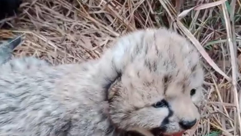 Seven Felines Dead, But Eight Captive-Born Cubs Rekindle Hope for Project Cheetah