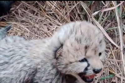 Seven Felines Dead, But Eight Captive-Born Cubs Rekindle Hope for Project Cheetah