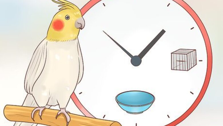 How to Know if a Cockatiel Is Right for You