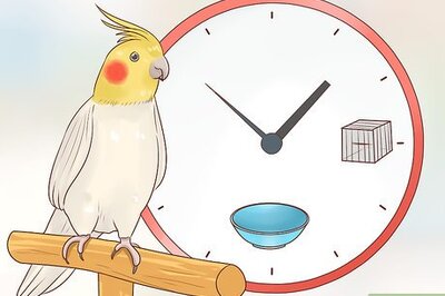 How to Know if a Cockatiel Is Right for You