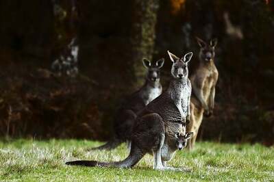 Australian Man Undergoes Plastic Surgery After Kangaroo Attack