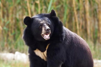 Ninja Bears Terrorise Locals In Japan’s Hokkaido Island