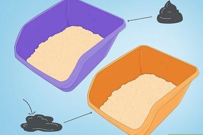 How to Keep Your Cat from Urinating Where It Shouldn't