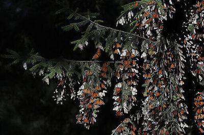 Mexicans Hope For Recovery Of Monarch Butterflies