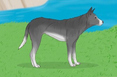 How to Be Safe Around Stray Dogs