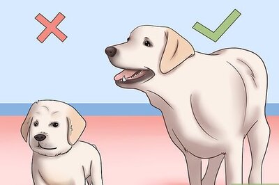 How to Know if Your Male Dog Is Ready to Breed