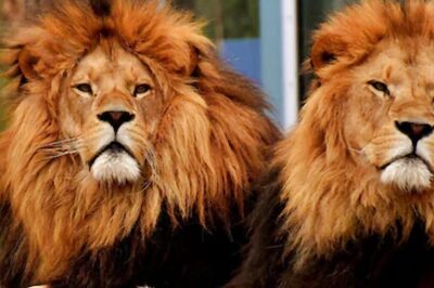 Three-legged Lion, His Brother Set Record With 1 Km Swim Across Uganda's Kazinga Channel