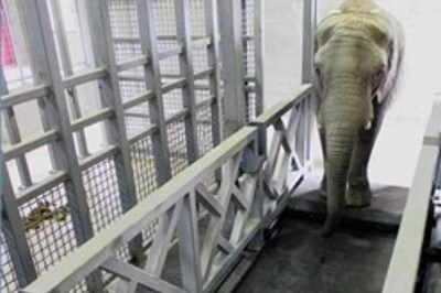 Jumbo on an inch-loss workout!