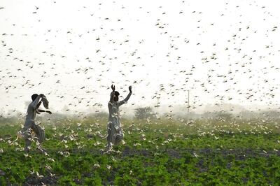 Locust Control Measures Over 5.66 Lakh Hectares in 10 States So Far, Says Centre