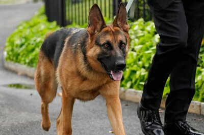 HC Asks Centre to Consider Stakeholders' Objections Before Finalising Fresh Circular on Banning Ferocious Dog Breeds