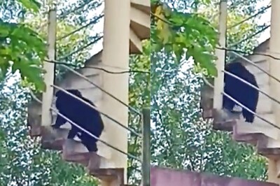 Winnie The Pooh? Bears Climb Up Water Tank to Devour Honey from Beehive