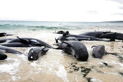 More Than 140 Whales Die After Mass Stranding on Australian Beach