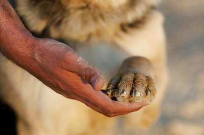 West Bengal Government to Set up Crematorium for Pets