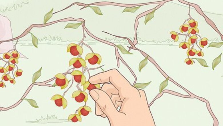 How to Dry Bittersweet Vine