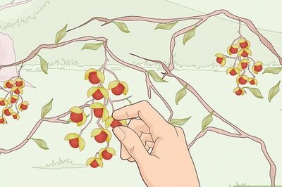 How to Dry Bittersweet Vine