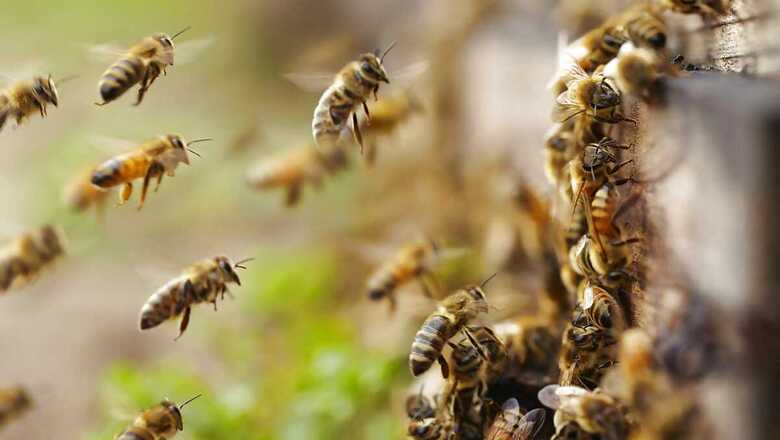 Swiss Voters To Decide On Pesticides Ban, Terrorism Law And Covid-19 Aid
