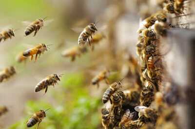 Swiss Voters To Decide On Pesticides Ban, Terrorism Law And Covid-19 Aid