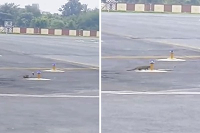 Watch: Mongooses Launch Deadly Attack On Lone Snake At Patna Airport, Internet Reacts
