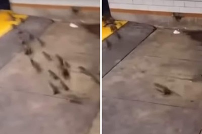 This Video Of Rats Moving Out Of A Homeless Person's Blanket Will Make Your Stomach Sick