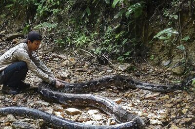 Indonesia: Woman Goes Out To Buy Medicine For Sick Child, Python Eats Her