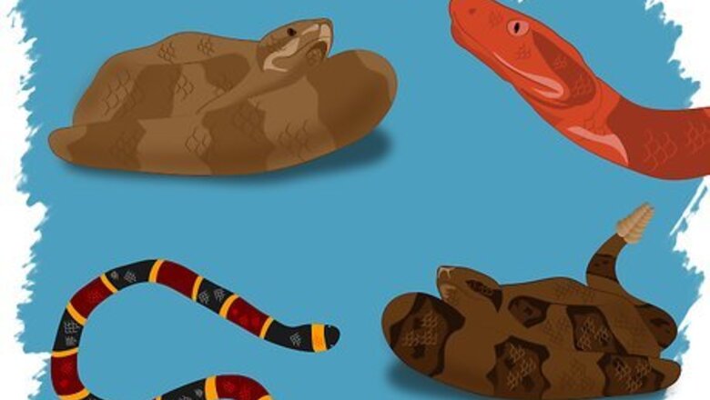 How to Identify a Venomous Snake