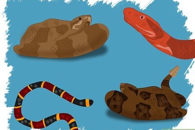 How to Identify a Venomous Snake