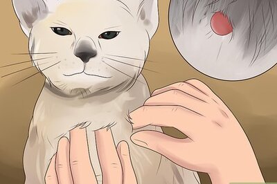 How to Treat Flea Bites in Cats