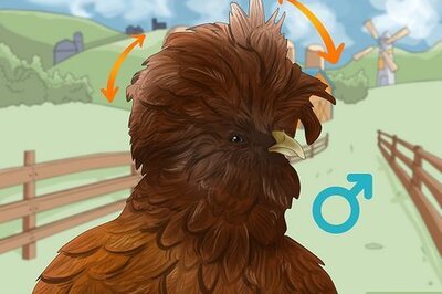 How to Tell the Difference Between Male and Female Polish Chickens
