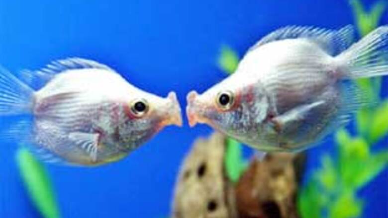 French word Amour voted the most romantic word