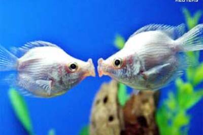 French word Amour voted the most romantic word