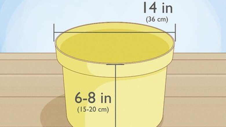 How to Plant Spinach in Pots