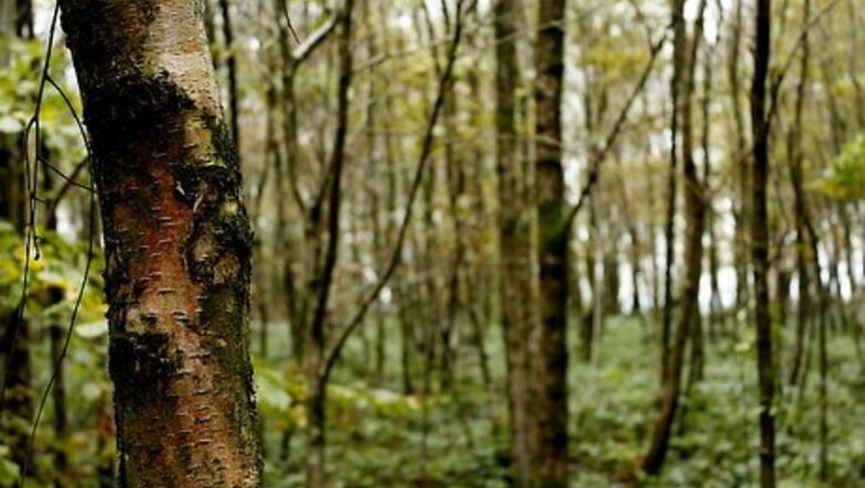 How to Find Your Way in Deep Forest