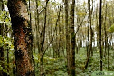 How to Find Your Way in Deep Forest