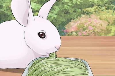 How to Care for Newborn Rabbits