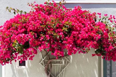 5 Steps To Ensure Bougainvillea Plants Have More Flowers Than The Leaves