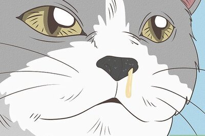 How to Diagnose and Treat Feline Calicivirus