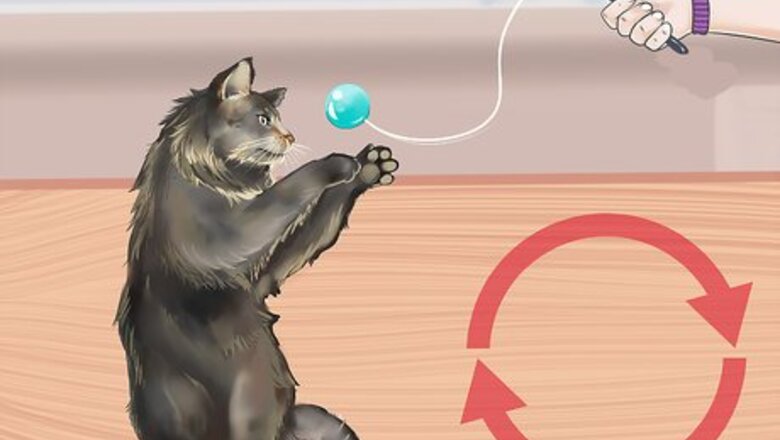 How to Take Care of Your Long Haired Maine Coon