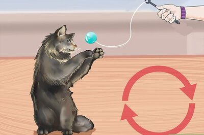How to Take Care of Your Long Haired Maine Coon