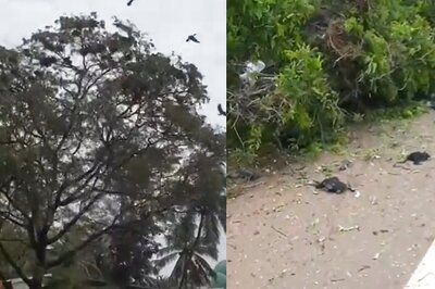 'Simply Unacceptable': Birds Being Crushed Due to Cutting of a Tree Leaves Internet Furious