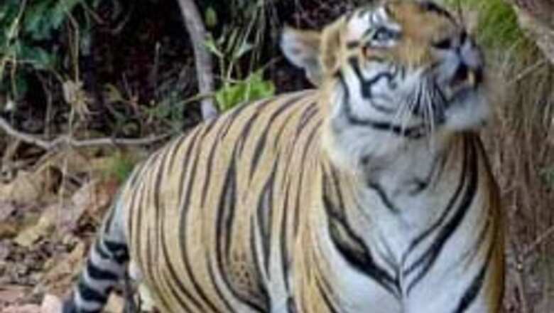 Orissa officials rescue wounded tiger