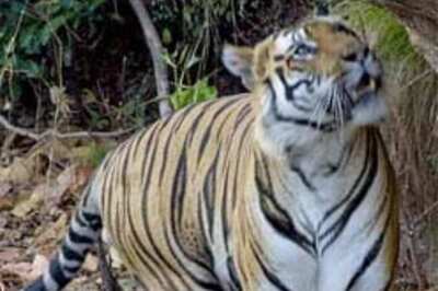 Orissa officials rescue wounded tiger