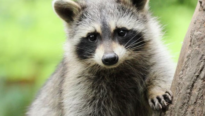 Photographer Captures Mesmerising Close-Up Video Of Raccoon Dog