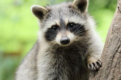 Photographer Captures Mesmerising Close-Up Video Of Raccoon Dog