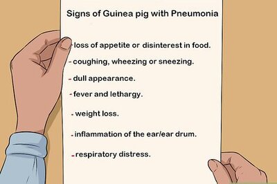 How to Care for a Guinea Pig with Pneumonia