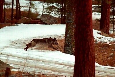 Group Asks US To Cut Funding To Idaho Over Wolf-killing Bill